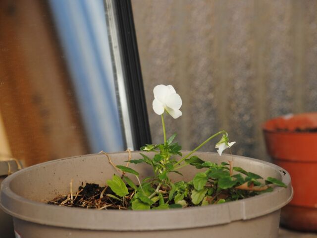 Silent Sunday (Sort of) – January in the Greenhouse