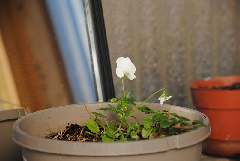 Silent Sunday (Sort of) - January in the Greenhouse – photo 1