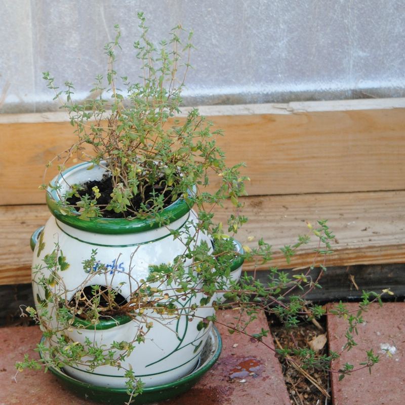 Silent Sunday (Sort of) - January in the Greenhouse – photo 10