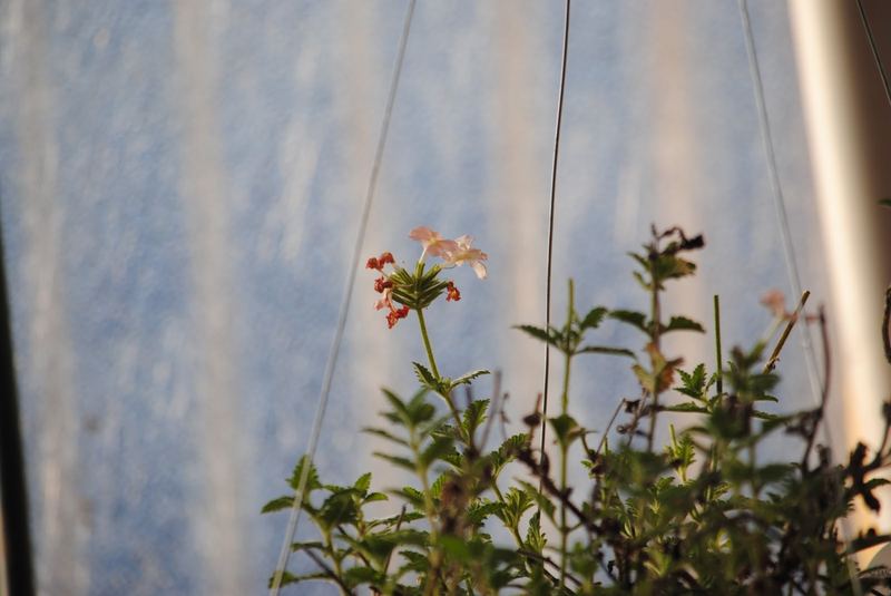 Silent Sunday (Sort of) - January in the Greenhouse – photo 11