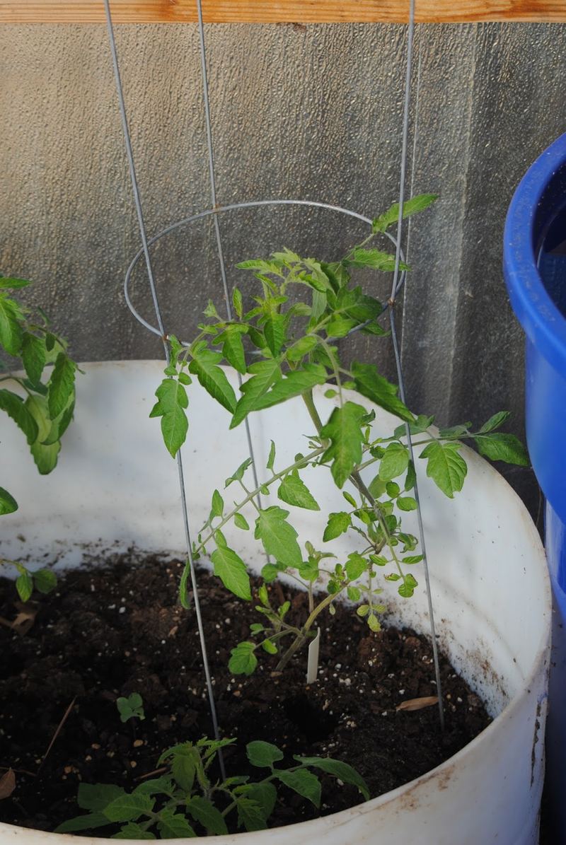 Silent Sunday (Sort of) - January in the Greenhouse – photo 2