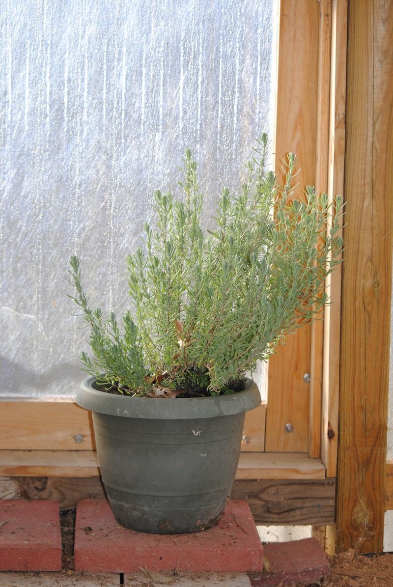 Silent Sunday (Sort of) - January in the Greenhouse – photo 6