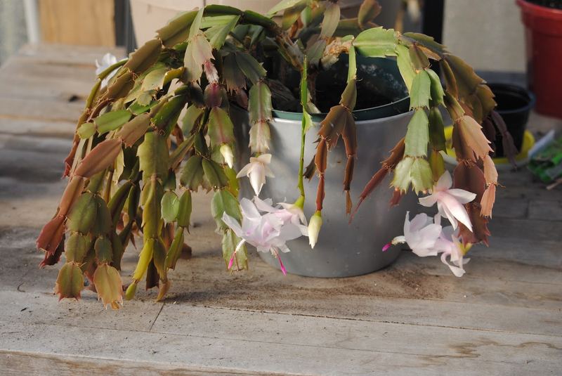 Silent Sunday (Sort of) - January in the Greenhouse – photo 9