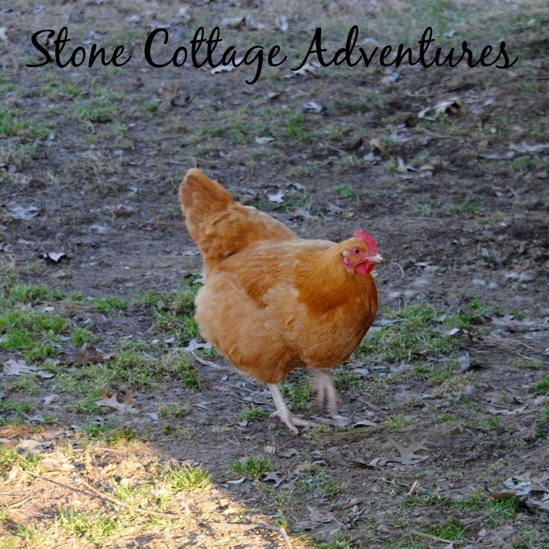 Silent Sunday Enjoying the Sunshine – photo 2
