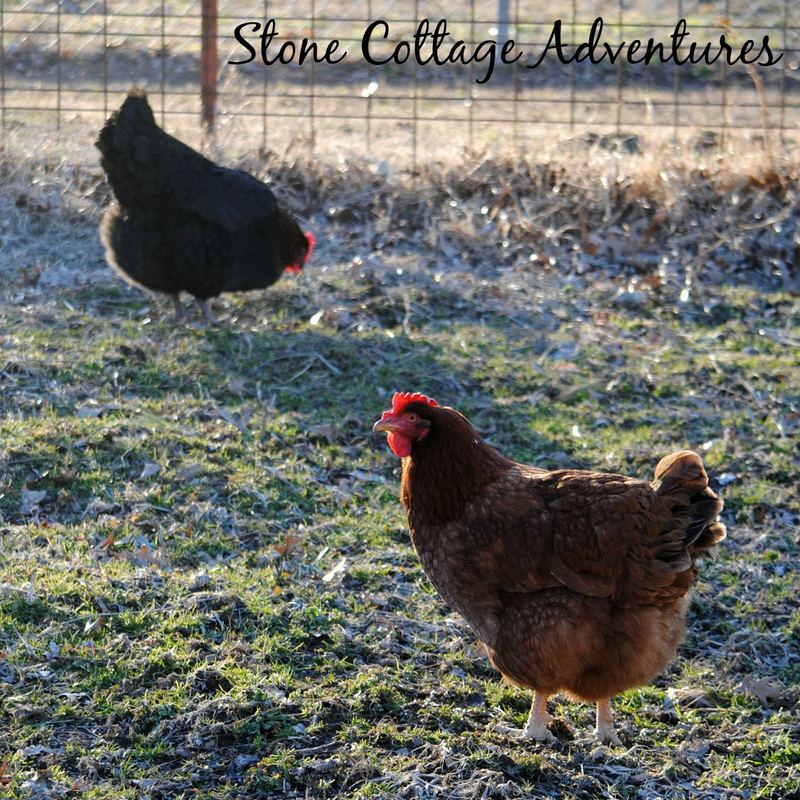 Silent Sunday Enjoying the Sunshine – photo 3