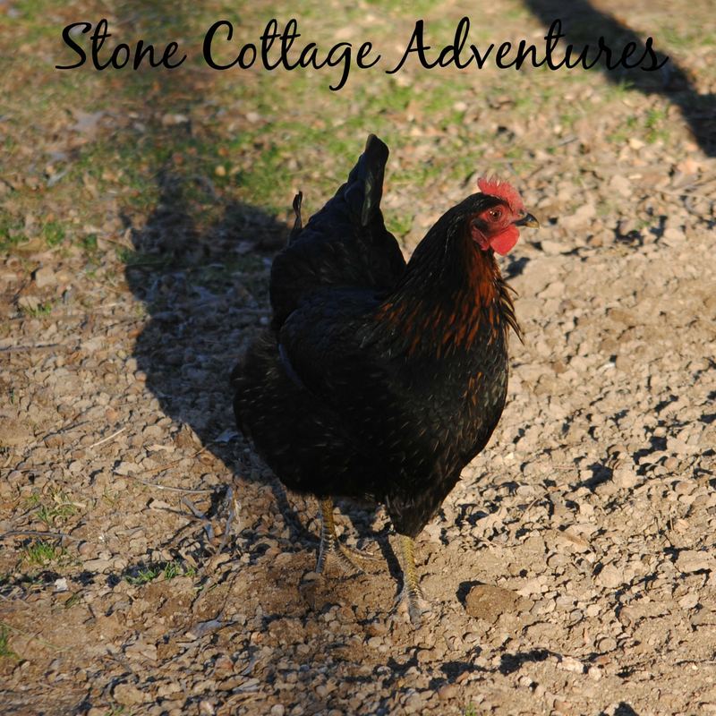 Silent Sunday Enjoying the Sunshine – photo 4
