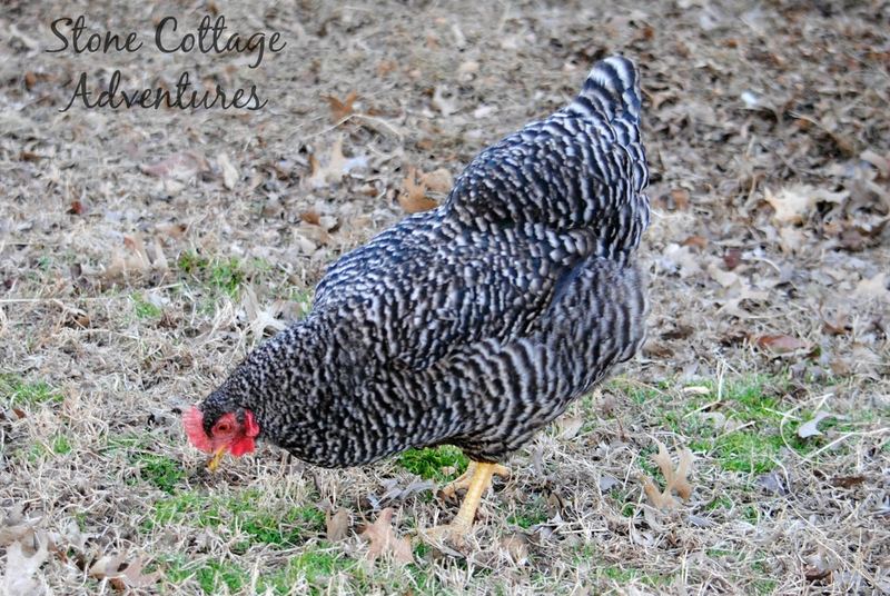 Silent Sunday Enjoying the Sunshine – photo 5
