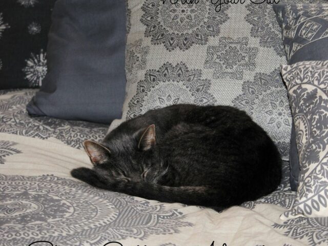 Silent Sunday, Matching Toss Pillows