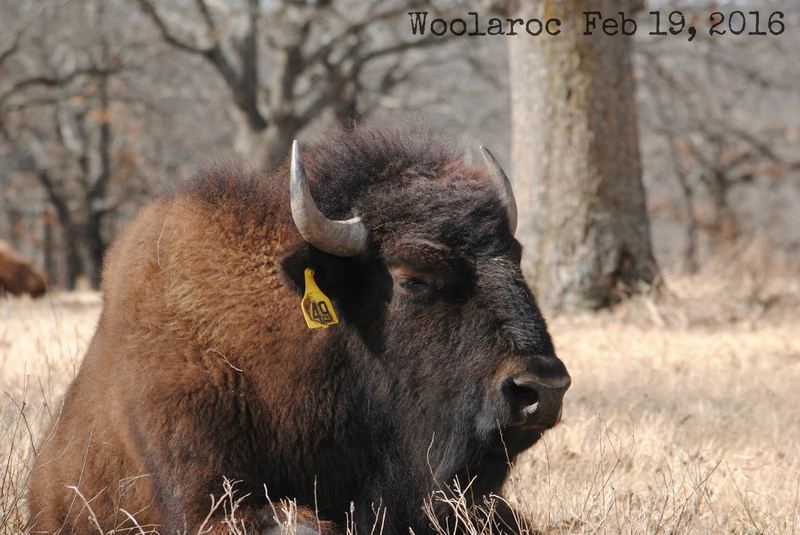 Wild West Woolaroc Museum – photo 1
