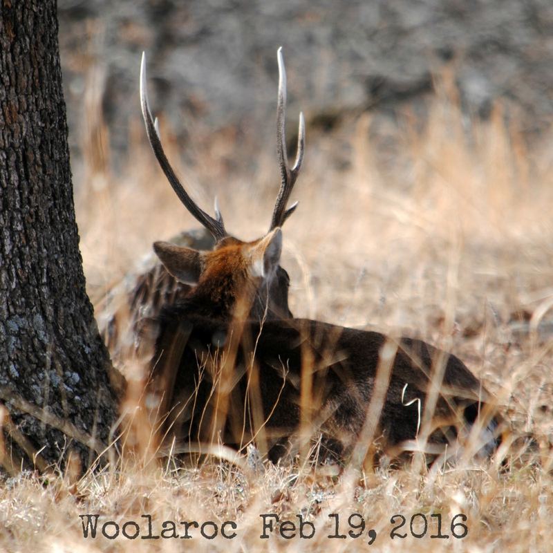Wild West Woolaroc Museum – photo 11