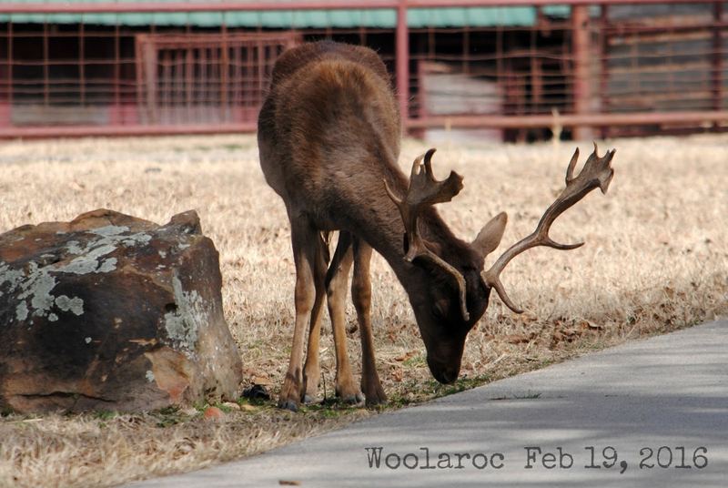 Wild West Woolaroc Museum – photo 4