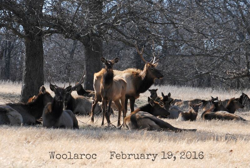 Wild West Woolaroc Museum – photo 6