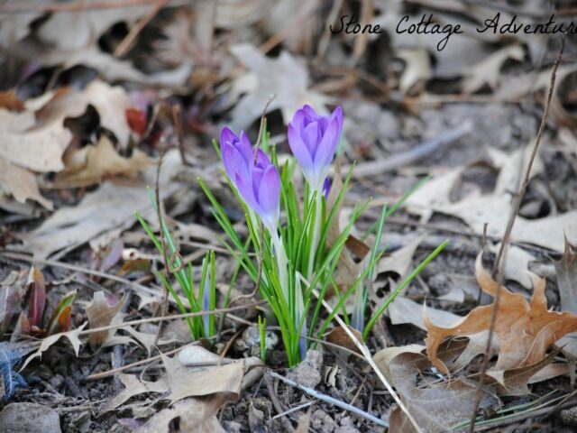 Wordless Wednesday: First Bloom of 2016