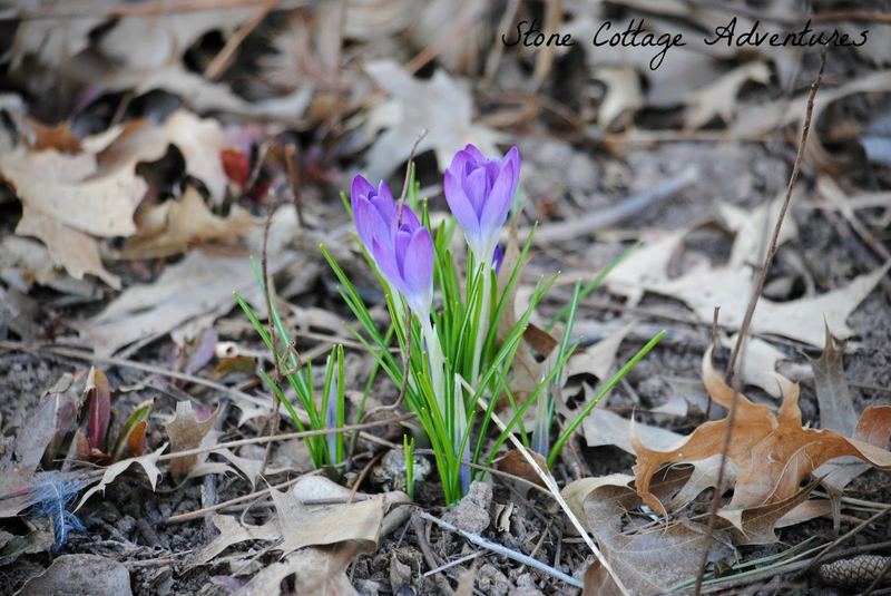 Wordless Wednesday:  First Bloom of 2016 – photo 1