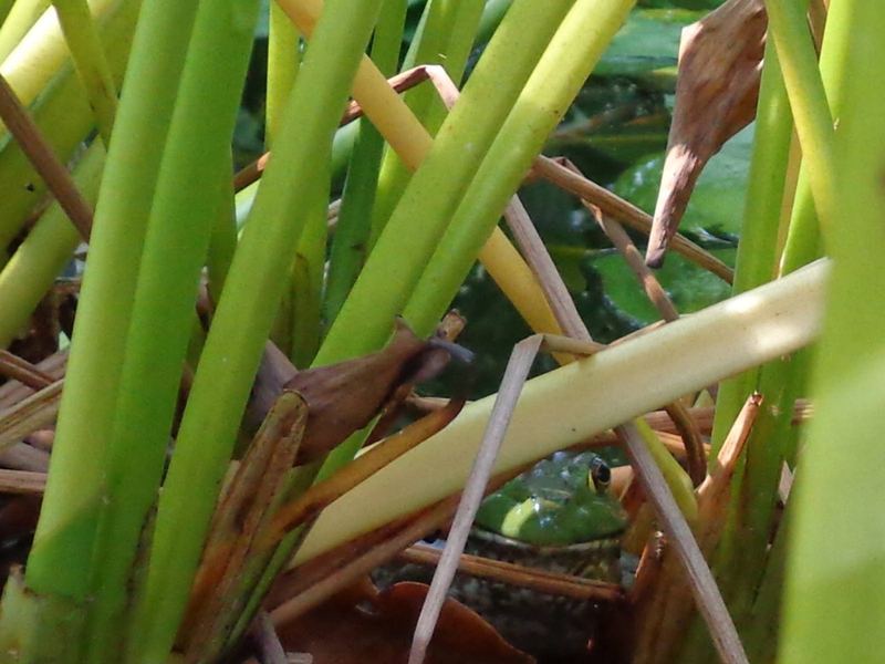 Nature Photo Challenge {Beverly} – photo 2