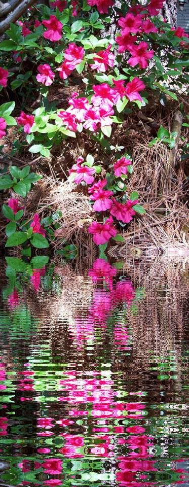 Nature Photo Challenge {Beverly} – photo 5