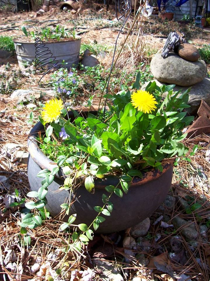Nature Photo Challenge {Beverly} – photo 6