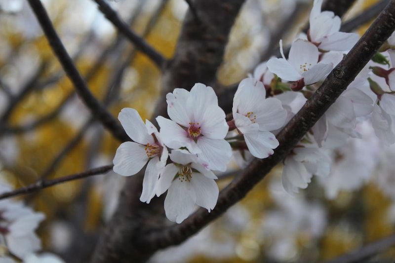 Nature Photo Challenge {Maggie} – photo 5
