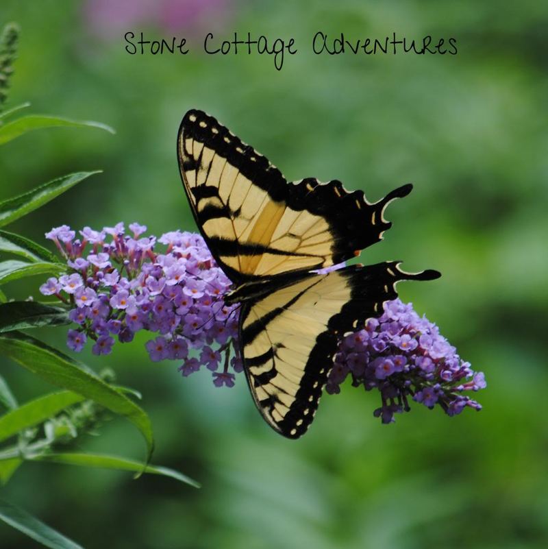 Photo Challenge {Mine} – photo 4