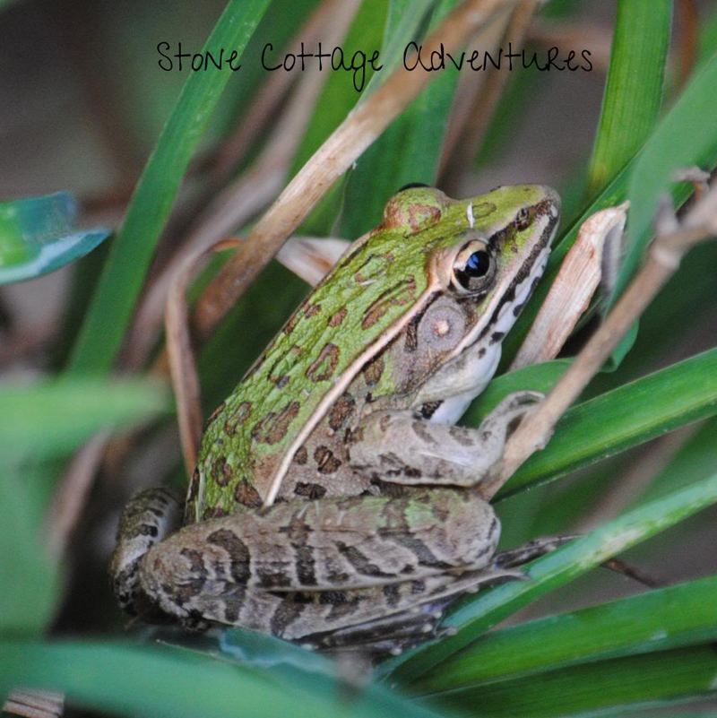 Photo Challenge {Mine} – photo 5