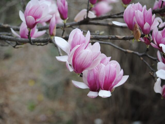 Saucer Magnolia