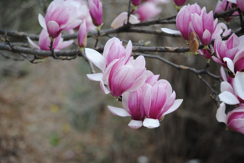Saucer Magnolia – photo 1