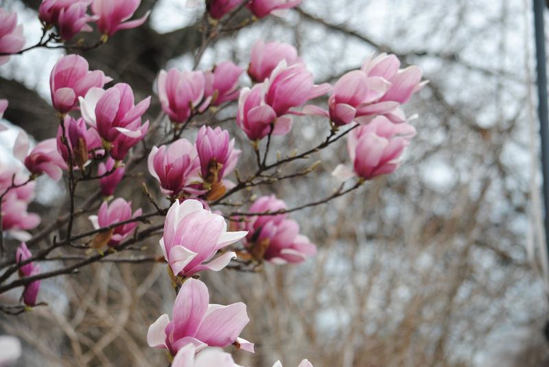 Saucer Magnolia – photo 2