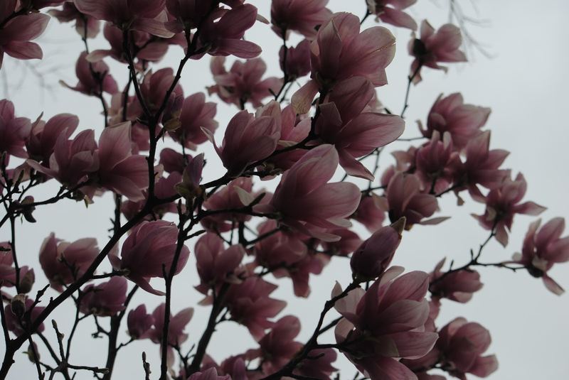 Saucer Magnolia – photo 3