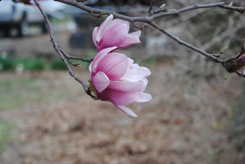 Saucer Magnolia – photo 4