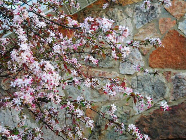 Crabapple Tree