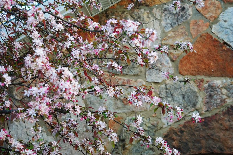 Crabapple Tree – photo 1