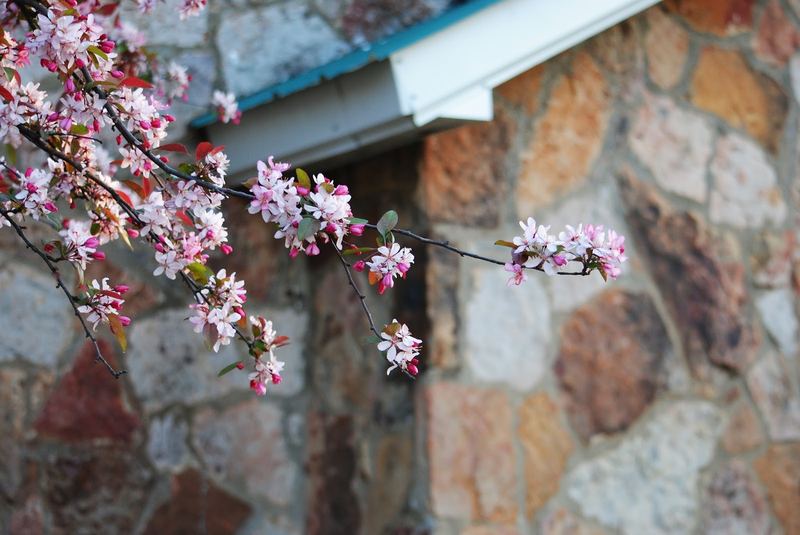 Crabapple Tree – photo 2