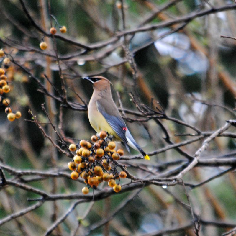 Garden Guest:  Cedar Waxwing 2016 – photo 1