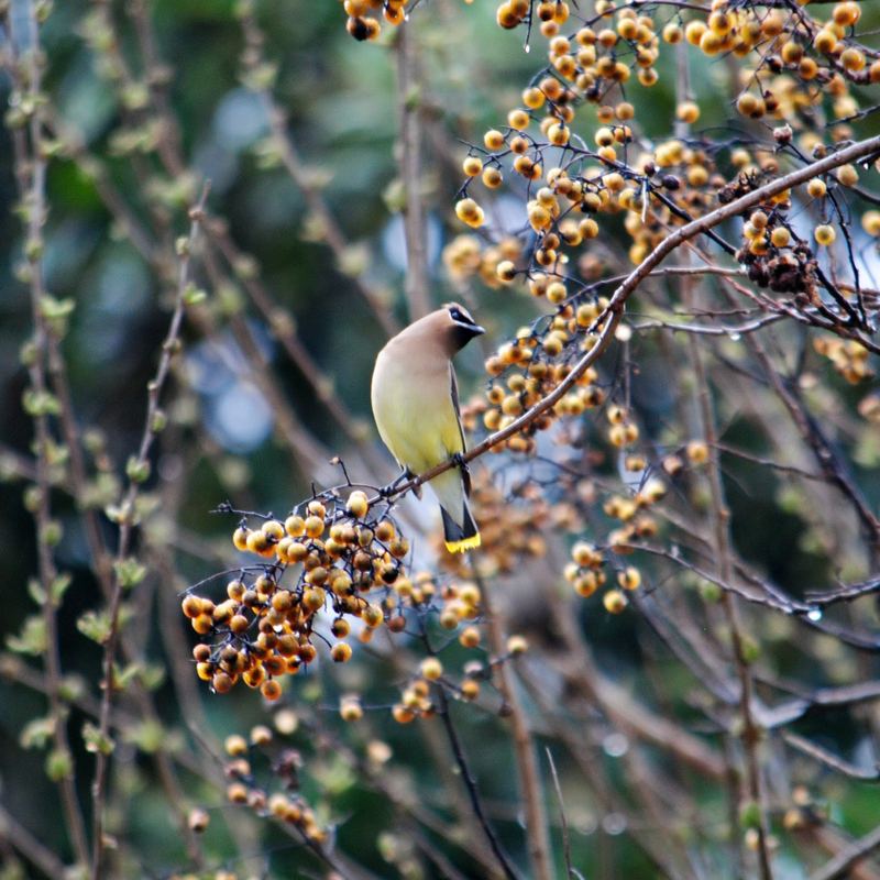 Garden Guest:  Cedar Waxwing 2016 – photo 2