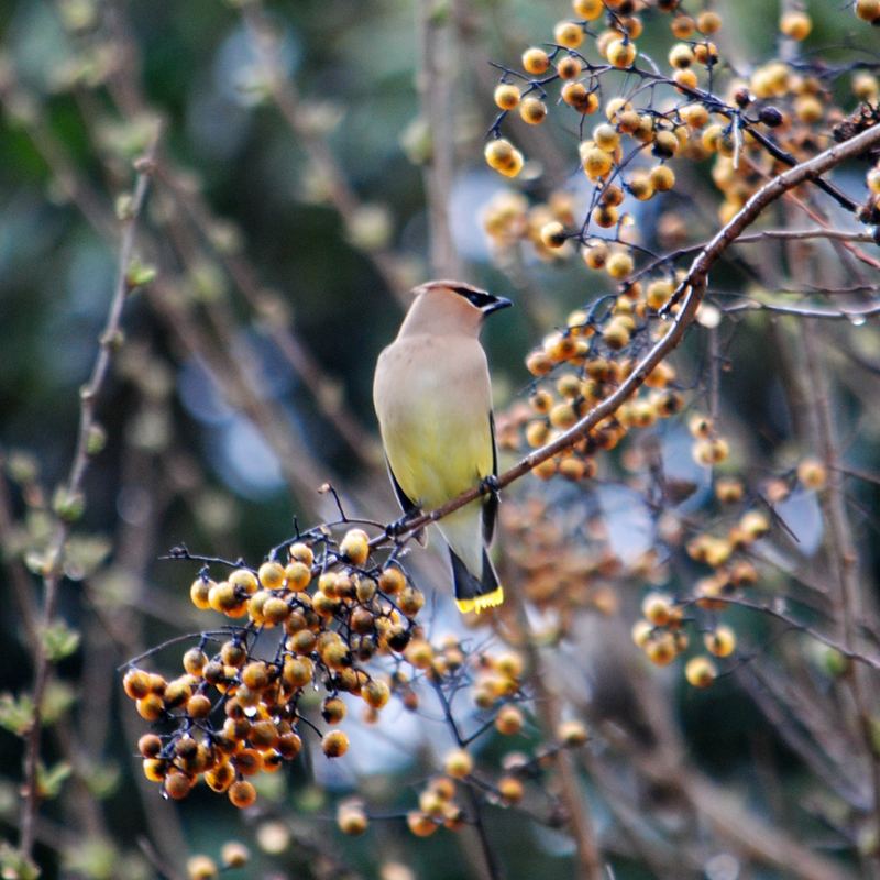 Garden Guest:  Cedar Waxwing 2016 – photo 3