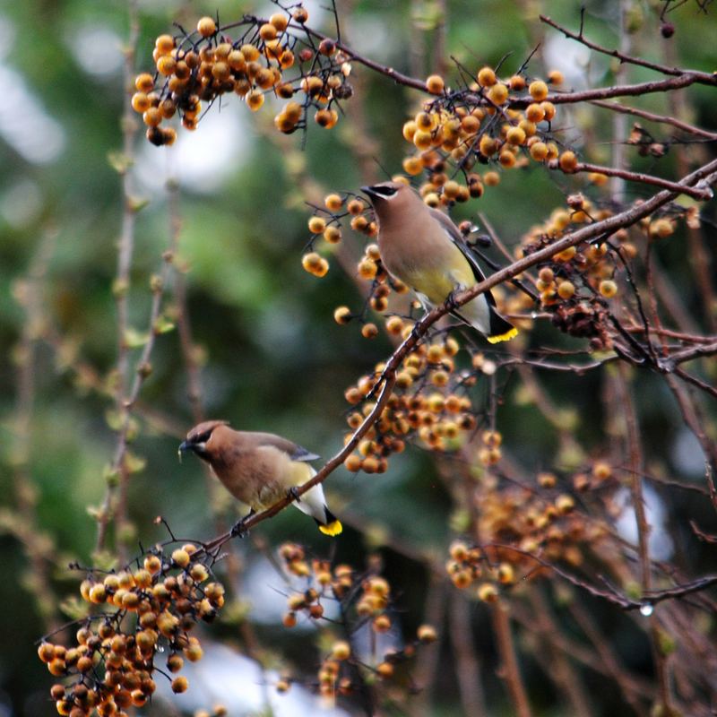 Garden Guest:  Cedar Waxwing 2016 – photo 4