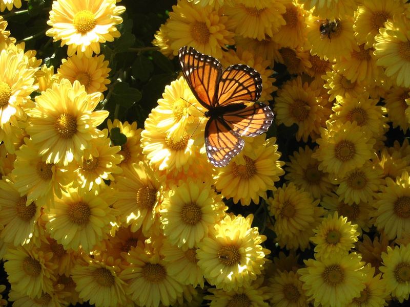 Nature Photo Challenge {Travis} β photo 1