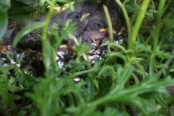 Nature Photo Challenge {Travis} β photo 2