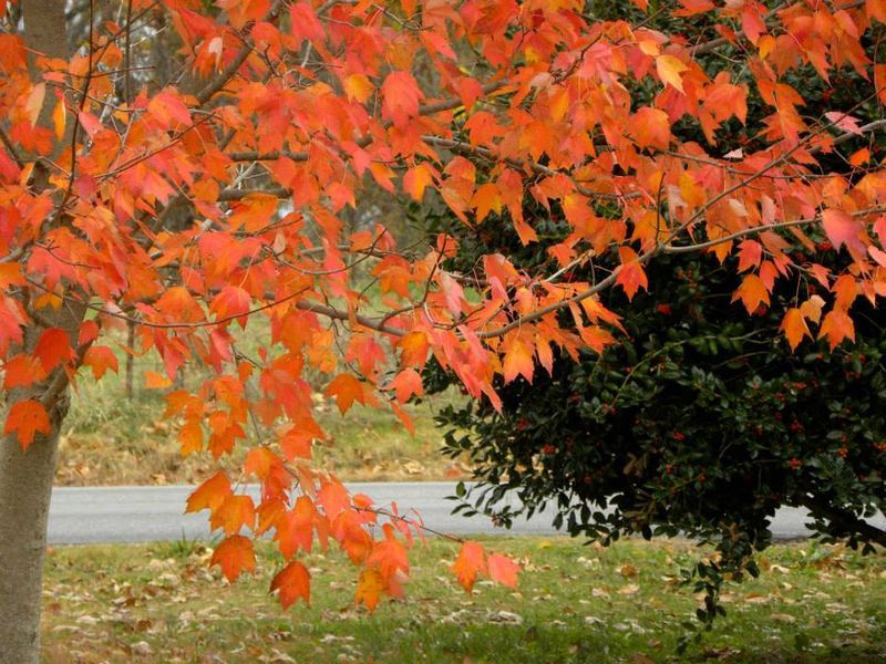 Nature Photo Challenge {Travis} β photo 5