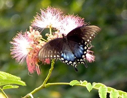 Nature Photo Challenge {Travis} β photo 6