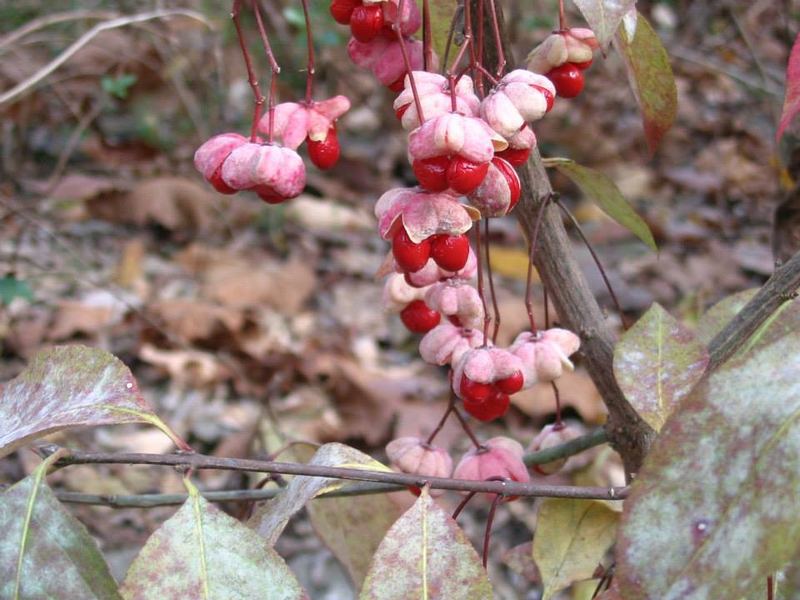 Nature Photo Challenge {Travis} β photo 7