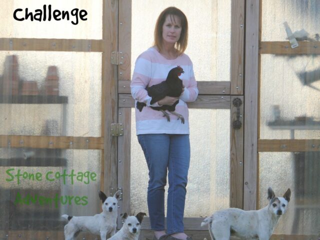 Pet Photo Challenge