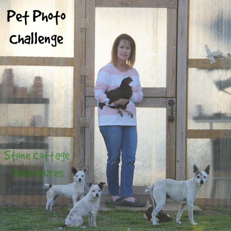 Pet Photo Challenge – photo 1