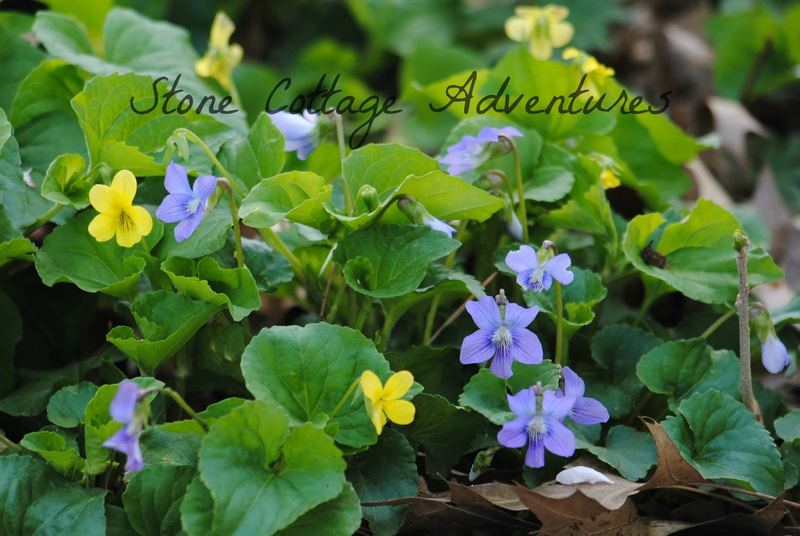 Violet Freezer Jam - A Lovely Treat for Spring – photo 3