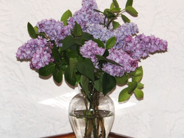 A Lilac Bouquet for May Day