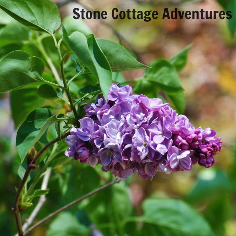 A Lilac Bouquet for May Day β photo 3
