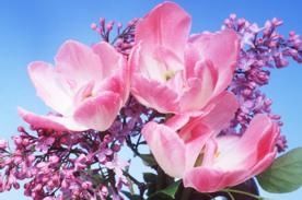 Book Review: Where Lilacs Still Bloom – photo 3