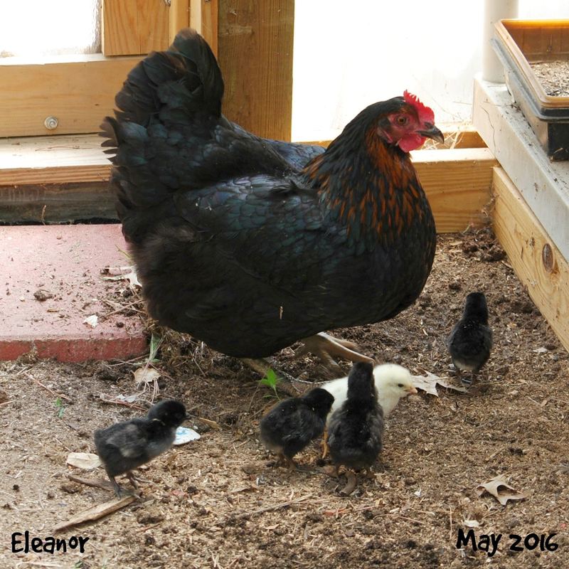 Eleanor and Her Five Little Puffs of Fluff – photo 1