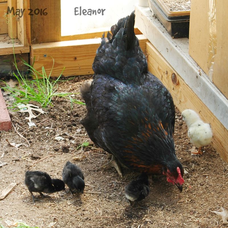 Eleanor and Her Five Little Puffs of Fluff – photo 2