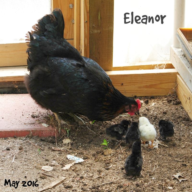 Eleanor and Her Five Little Puffs of Fluff – photo 4